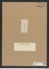 Diatomeae indet. Zeichnungen Sammlung Grunow Nr. 6832 (NHMW-BOT-W0375683)